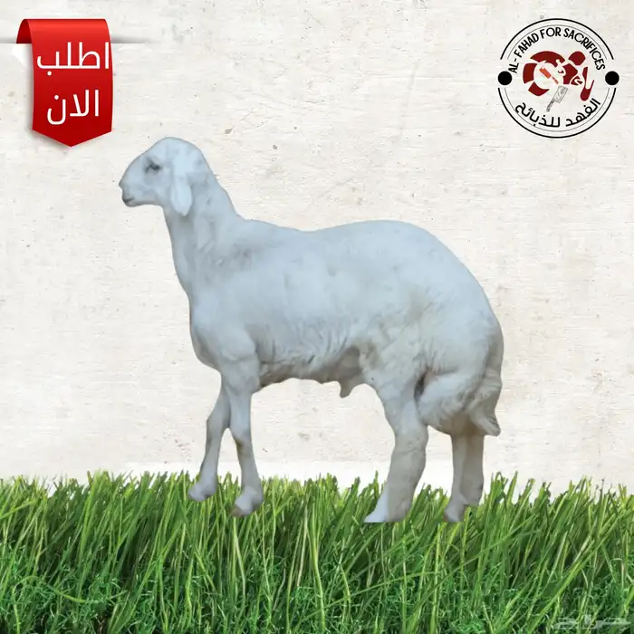 ذبايح تمار تابي 3