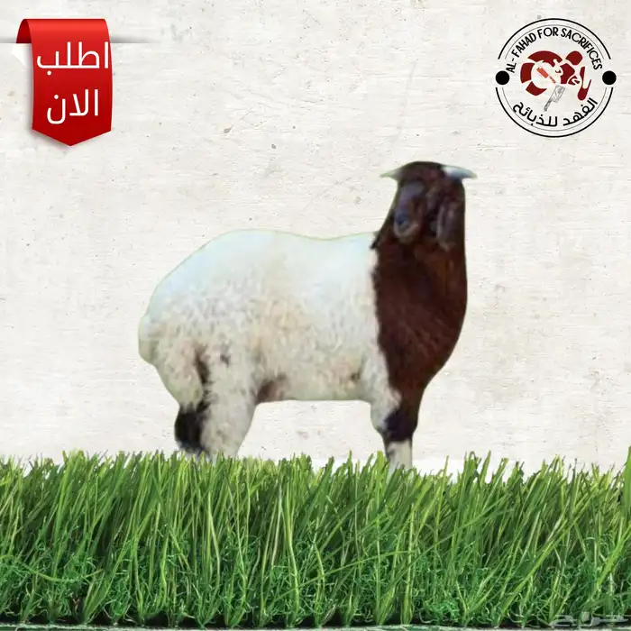 ذبايح تمار تابي 2