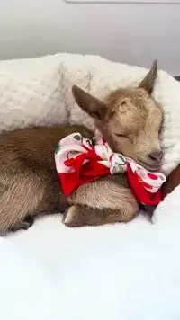 ماعز قزم ماعز قزمي بيور اصل 3