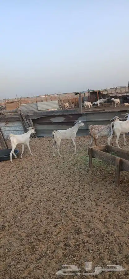 معزاء بيشيه من 530لراس الواحد وتيس داغور هولندي حده 1000 5