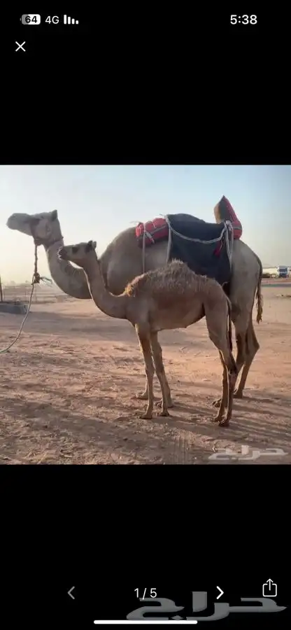رحول ذلول للبيع طوع وطبعه شرط 0
