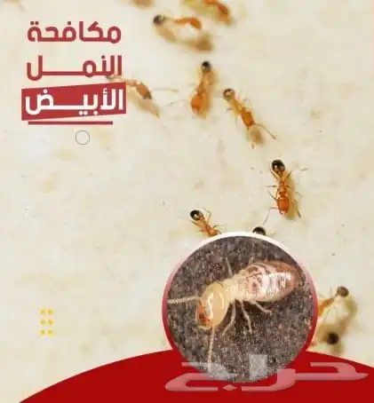 شركة رش حشرات رش صراصير بمكة 6