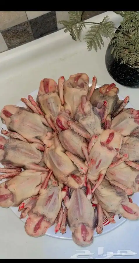 حمام فرنسي زغاليل 0