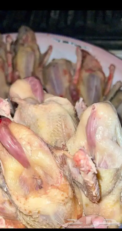 حمام فرنسي زغاليل 5