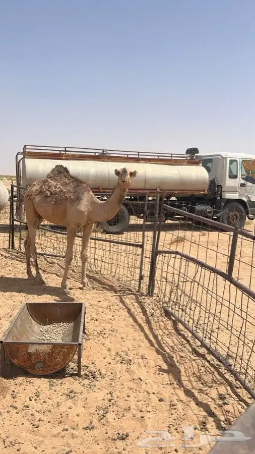قعود حمر باتلي على حاكم هيف 0