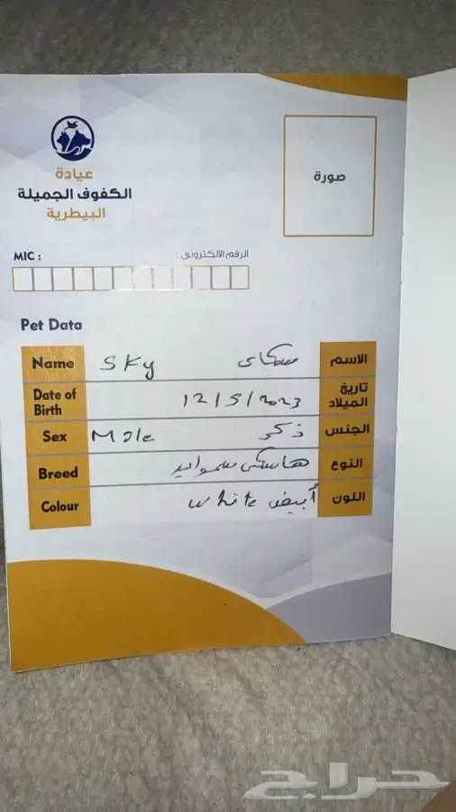 هاسكي ساموايد للبيع index