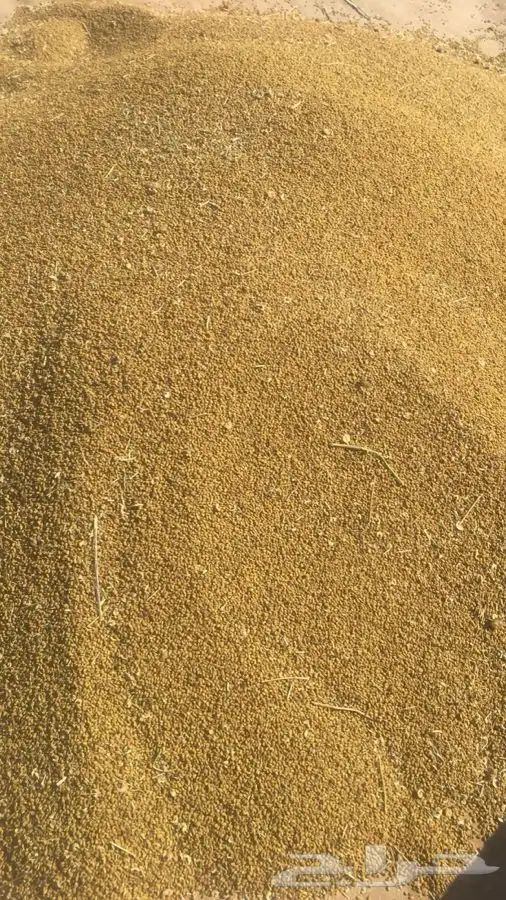 بذور برسيم حجازي على الشرط 0