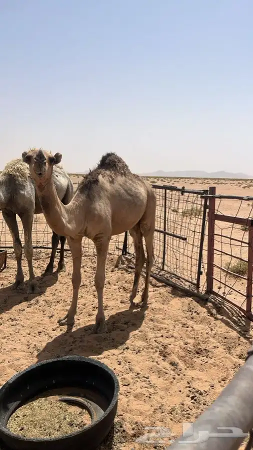 قعود حمر باتلي على حاكم هيف 1