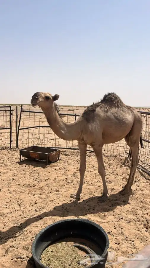 قعود حمر باتلي على حاكم هيف 3