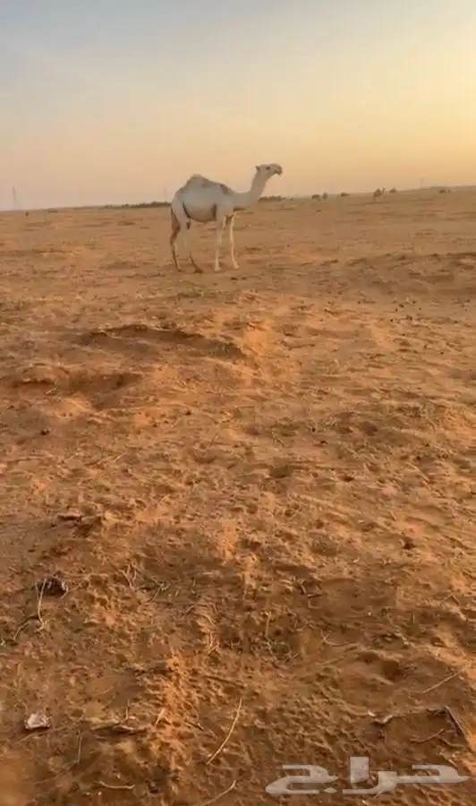 قعود اوضح كفوا  مستقبل بمشيئة الله 7