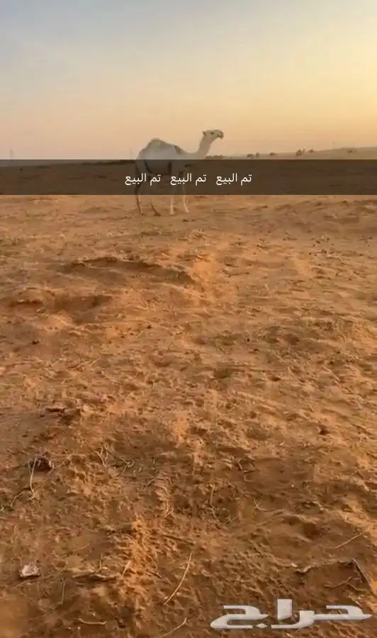 قعود اوضح كفوا مستقبل بمشيئة الله. (((تم البيع))) 7