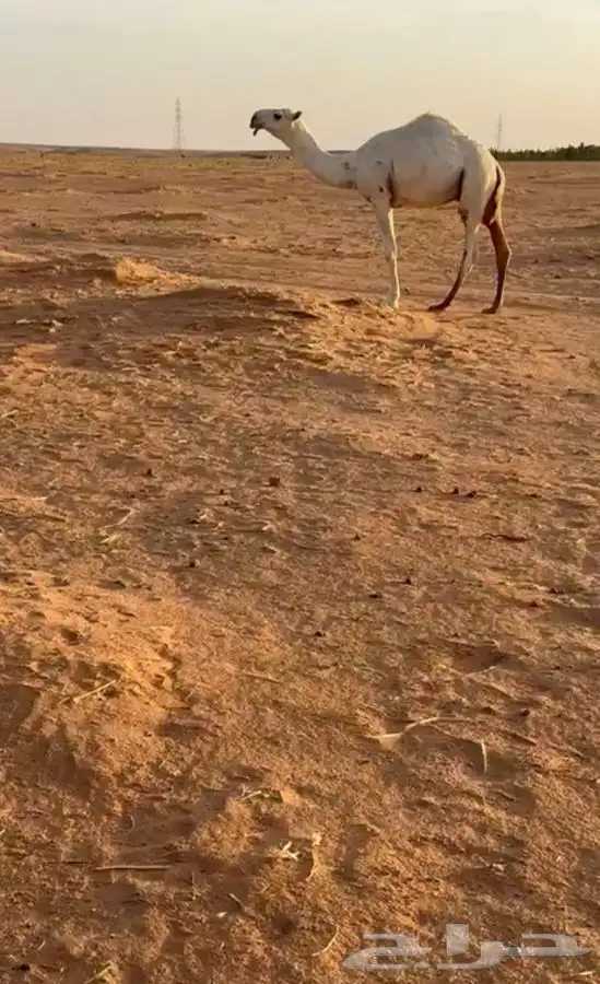قعود اوضح كفوا  مستقبل بمشيئة الله 1