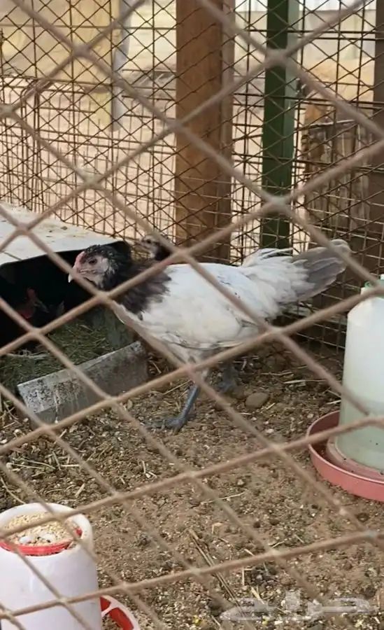 فروخ لكنفيلدر نوادر 1
