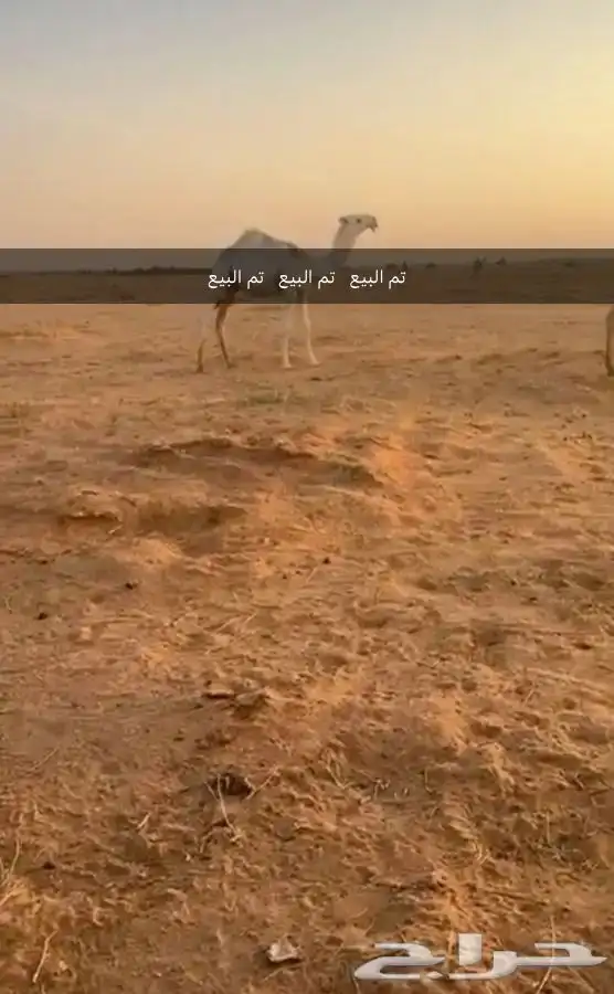 قعود اوضح كفوا مستقبل بمشيئة الله. (((تم البيع))) 6