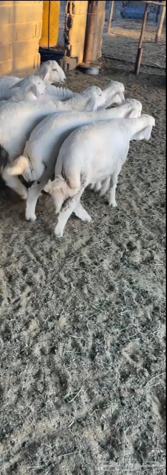 للبيع طليان حريه طيبه 0