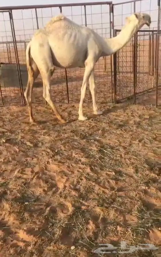 قعود اوضح كفوا  مستقبل بمشيئة الله 4