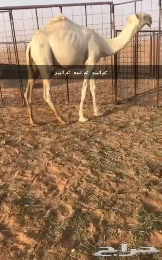 قعود اوضح كفوا مستقبل بمشيئة الله. (((تم البيع))) 4