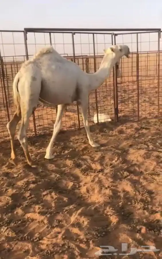 قعود اوضح كفوا  مستقبل بمشيئة الله 5