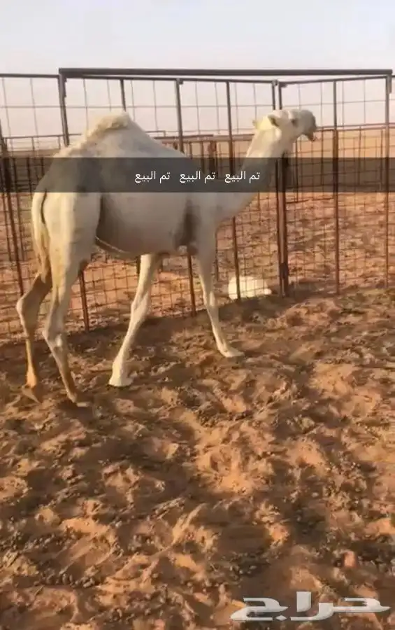 قعود اوضح كفوا مستقبل بمشيئة الله. (((تم البيع))) 5