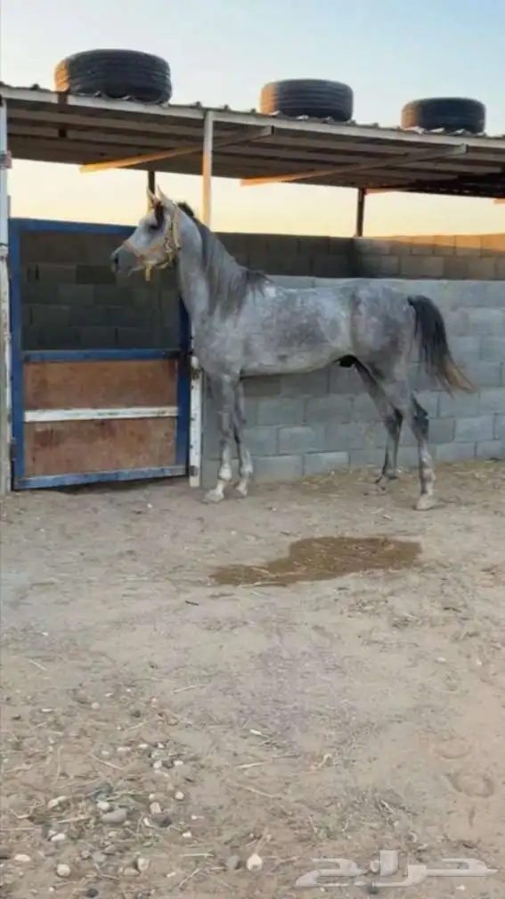 حصان شعبي index