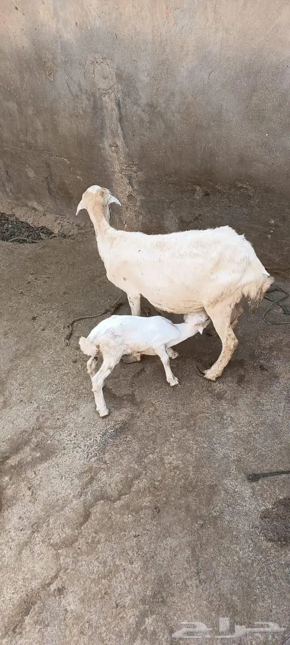 نعجه منتوج 2