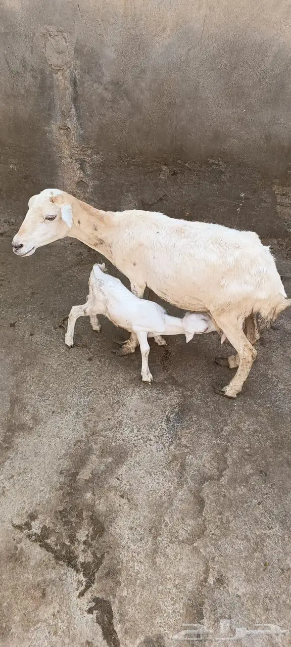 نعجه منتوج 0