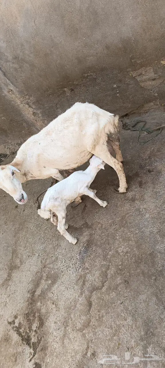 نعجه منتوج 1