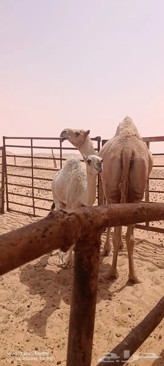 ناقه شقحاء السوم 17 تحته بكره index