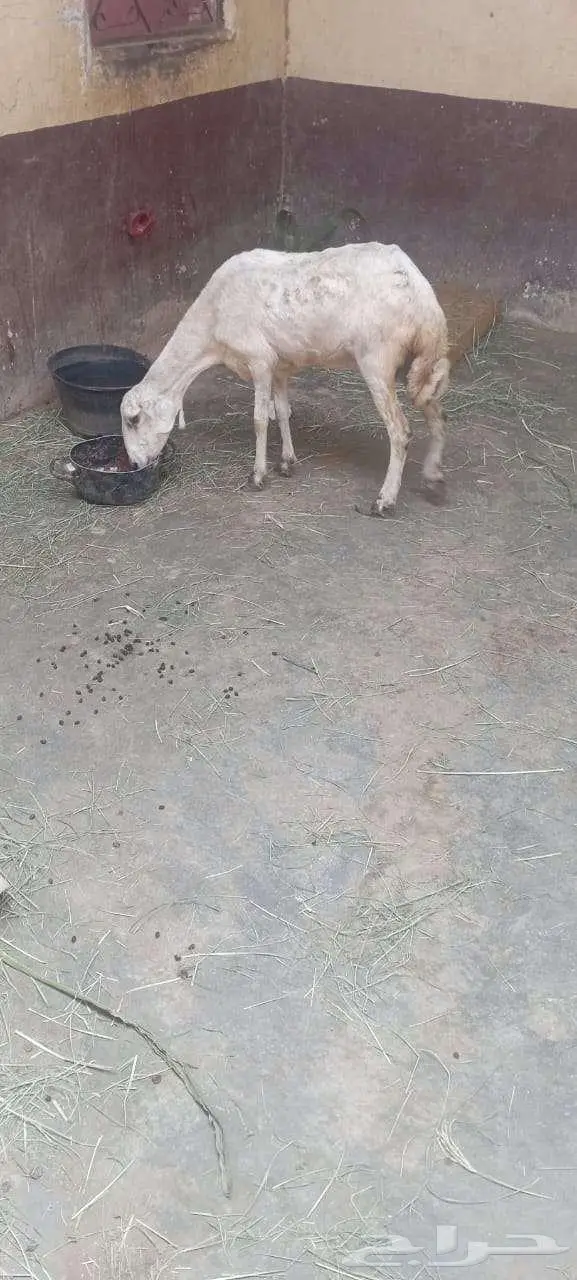 نعجه قريبه 1