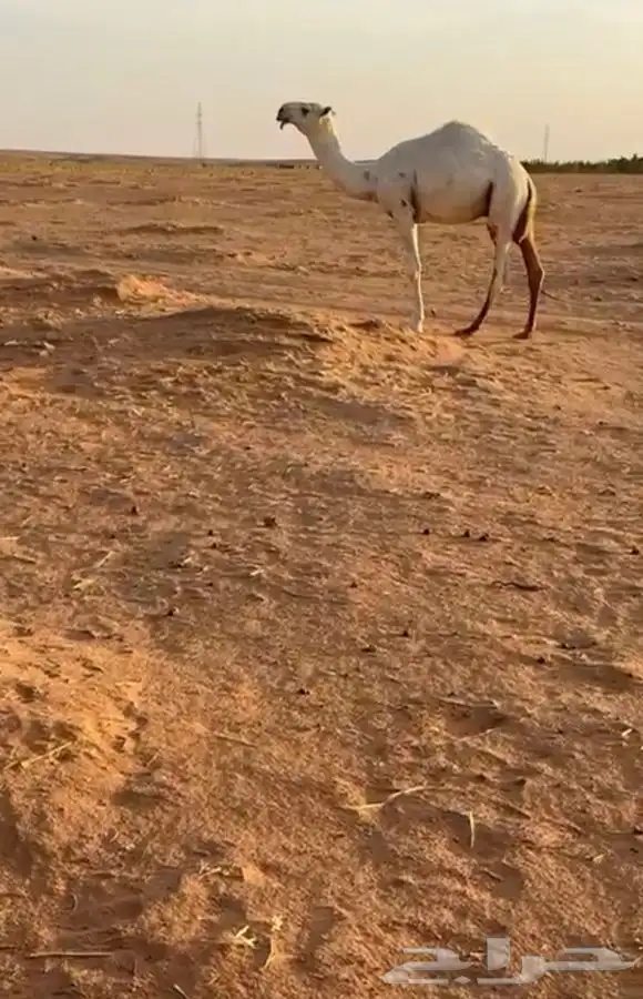 قعود اوضح كفوا  مستقبل بمشيئة الله 2