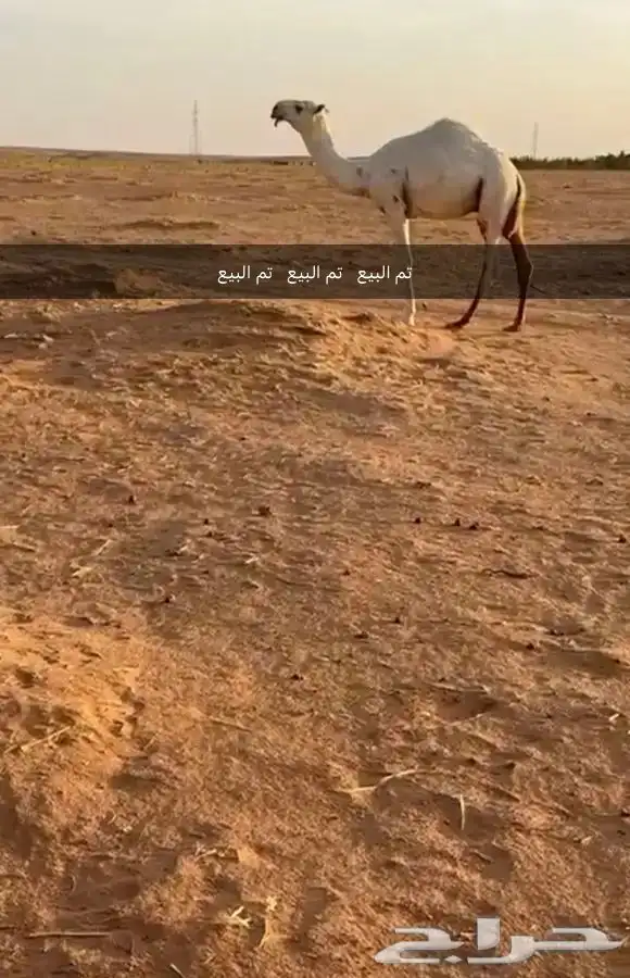 قعود اوضح كفوا مستقبل بمشيئة الله. (((تم البيع))) 2