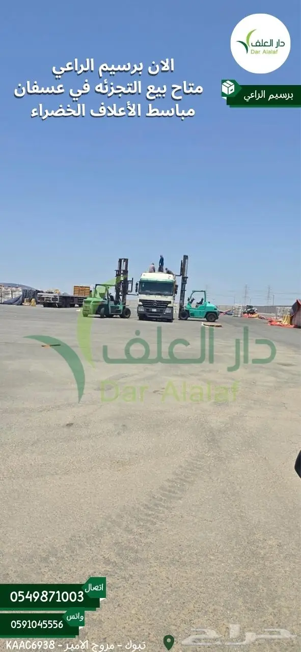 برسيم الراعي في عسفان 3