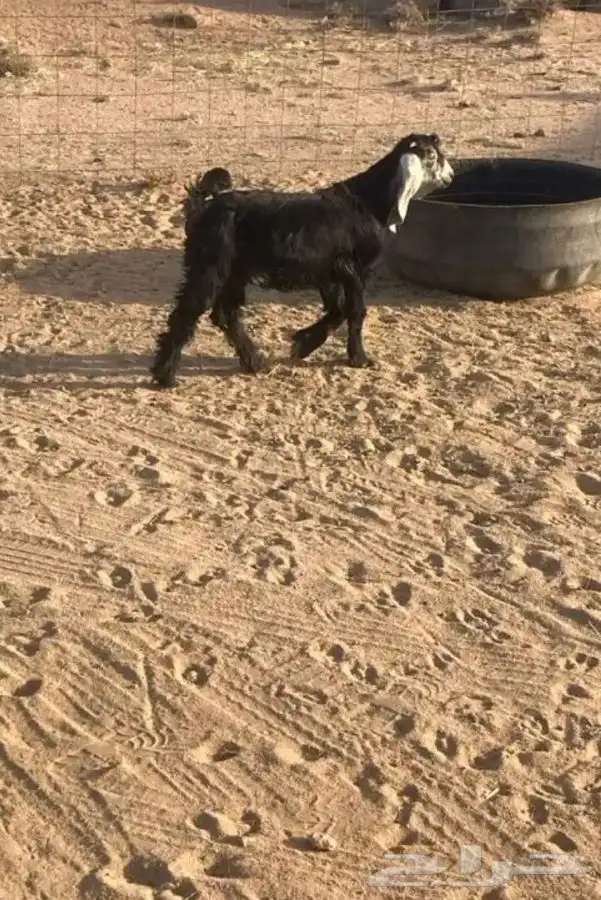 مشالله تبارك الله جفره. عمره فوق الشهرين للبيع 0