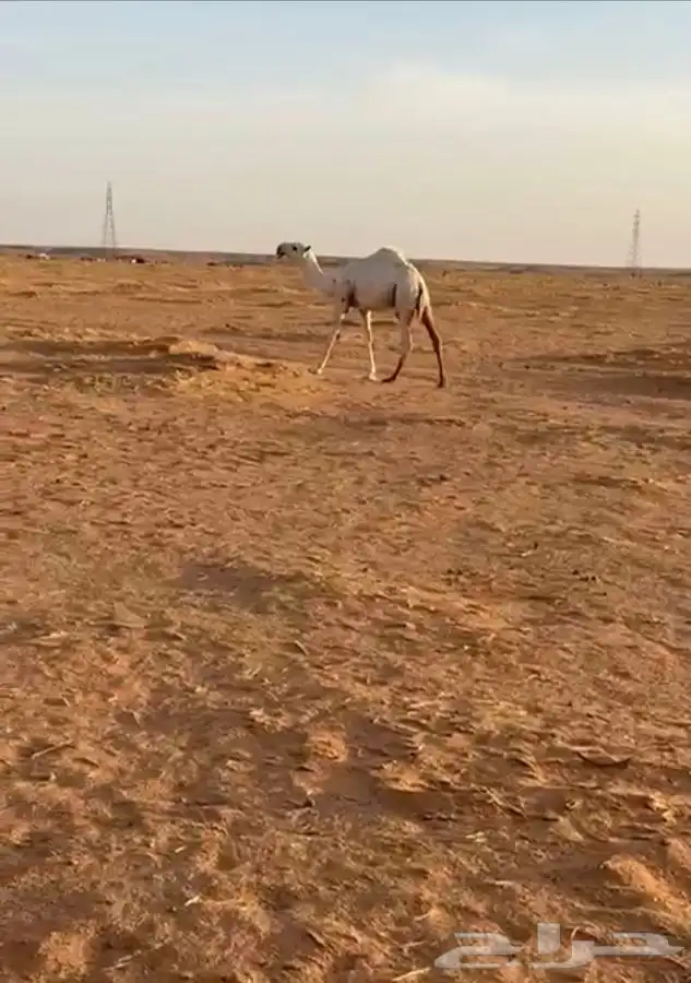 قعود اوضح كفوا  مستقبل بمشيئة الله 0