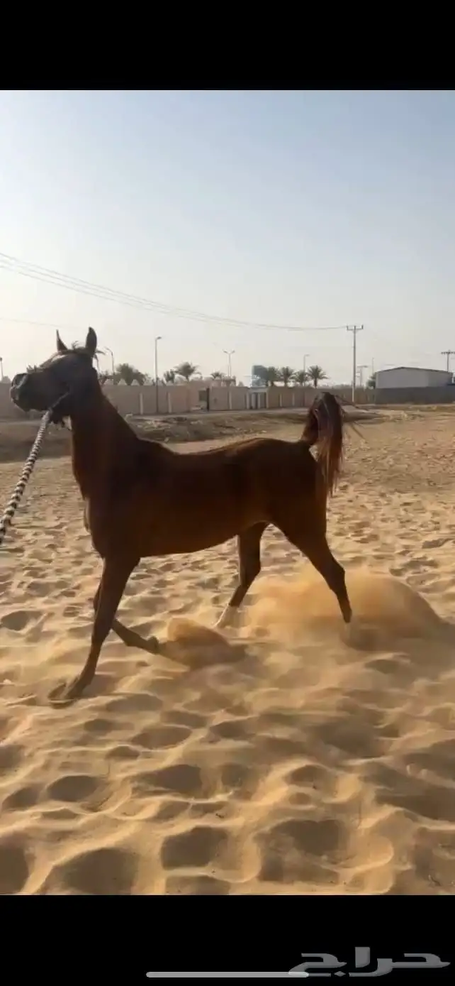 فرس عمرها 3 سنوات و8 شهور تحتها مهر ولقاح 0