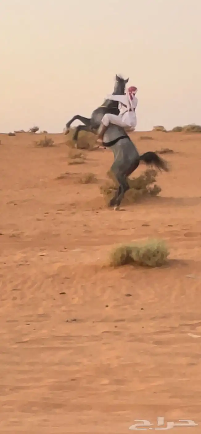 خيل حصان شعبي سباق index
