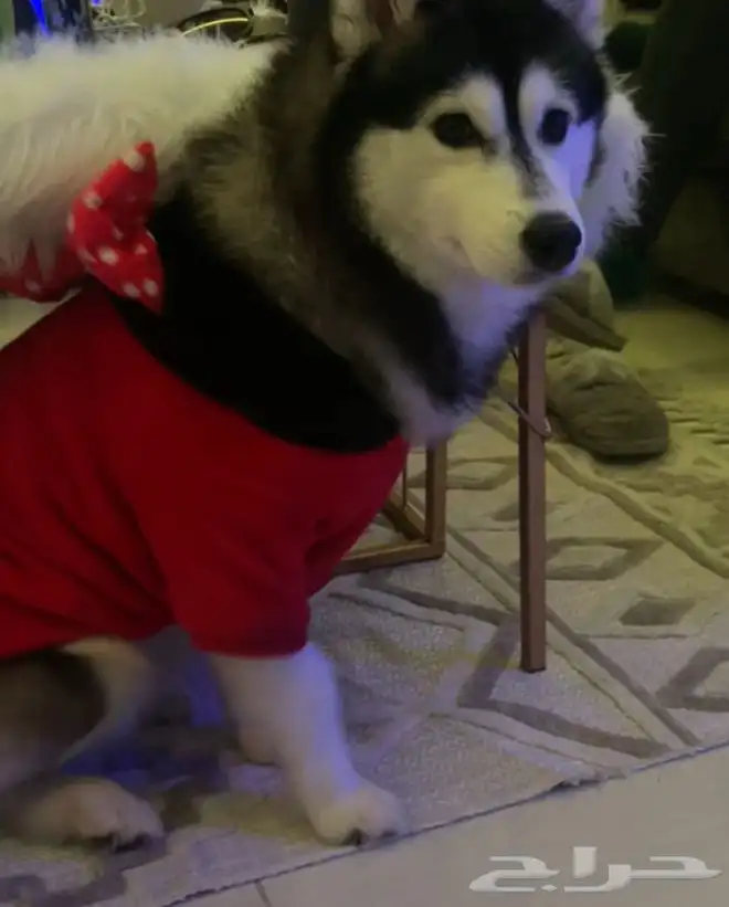 كلب هاسكي للبيع نوعها Alaskan Klee Kai ( هاسكي مصغر) index