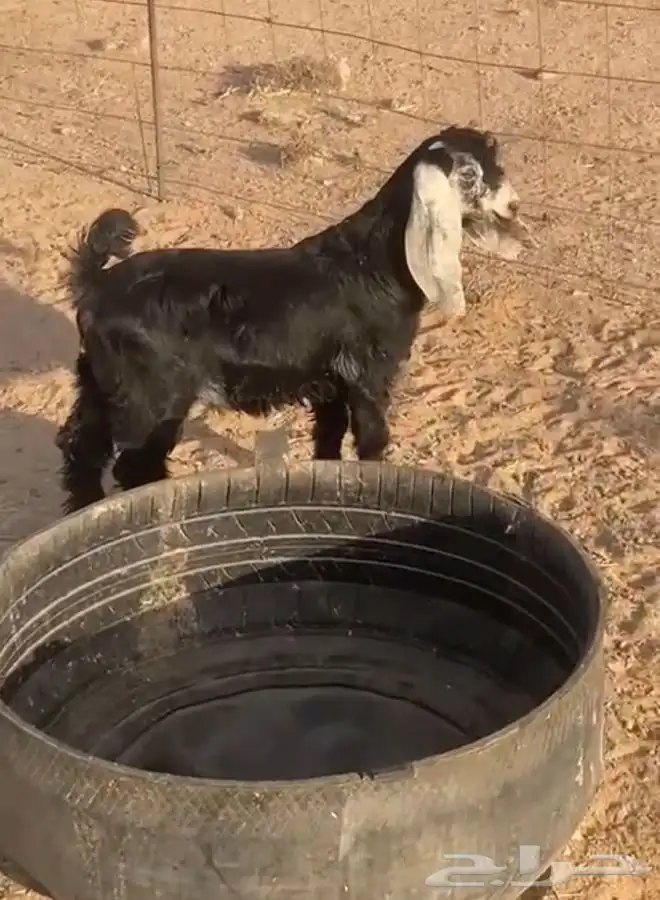 مشالله تبارك الله جفره. عمره فوق الشهرين للبيع 2