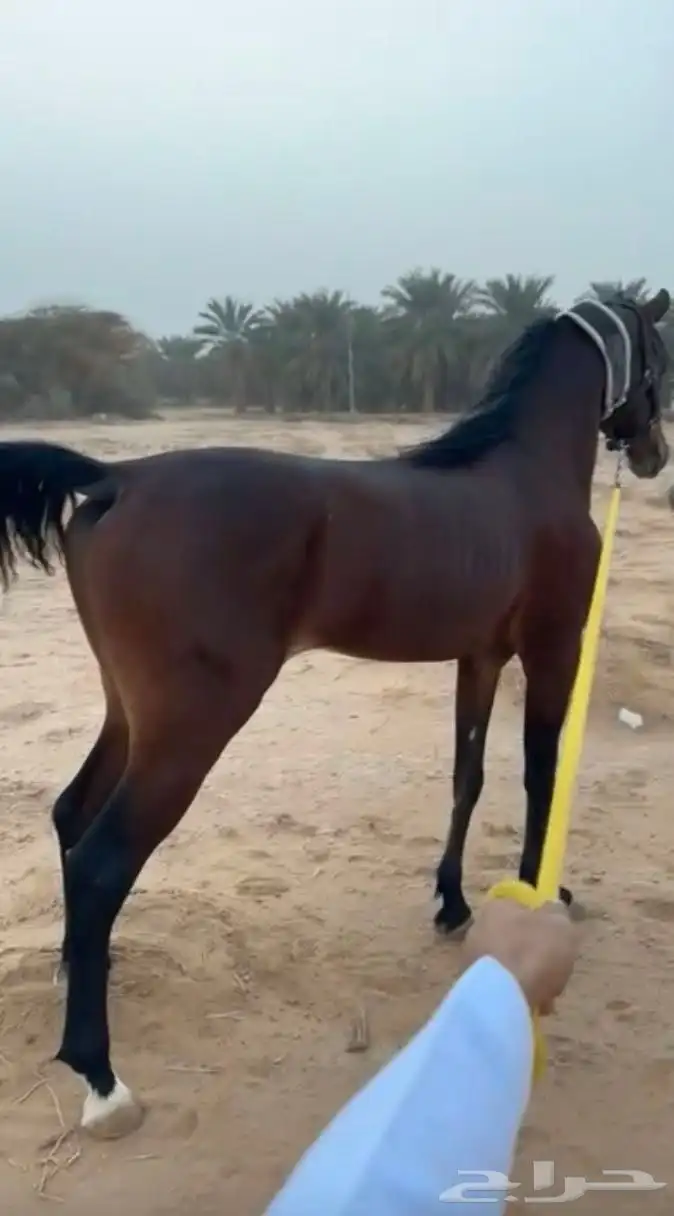 حصان واهو للبيع متعلم السست والتربيع وباقي المعلومات خاص 3