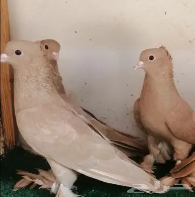 حمام منتج 0