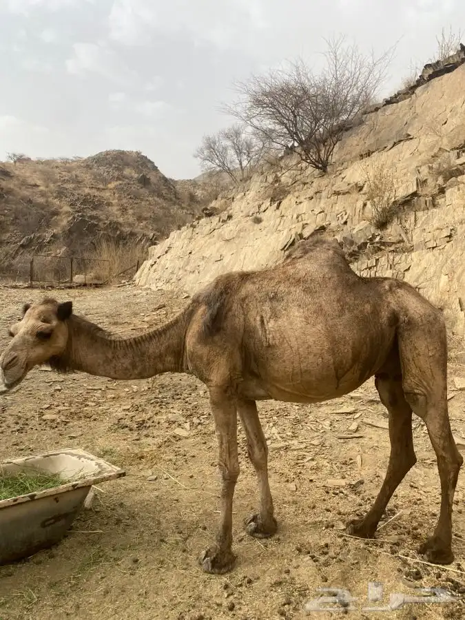 ناقه للبيع 0