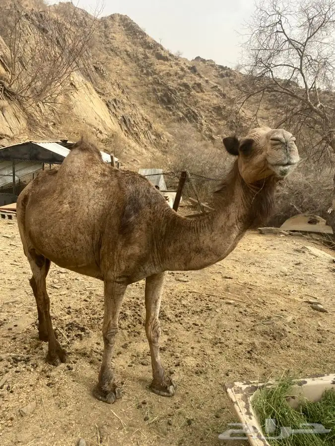 ناقه للبيع 1