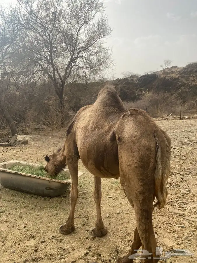 ناقه للبيع 3