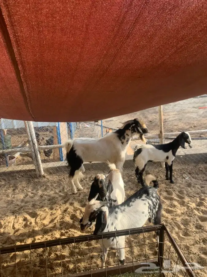 تيوس بيشيه 0