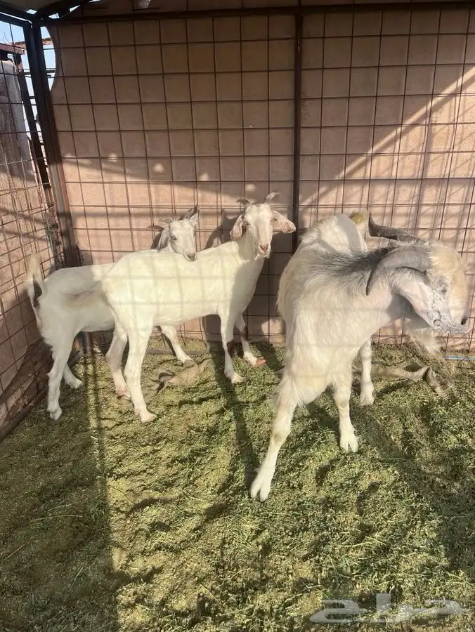 ماعز سانين 3