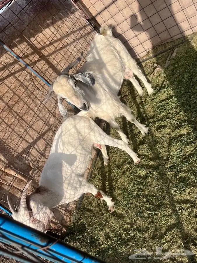 ماعز سانين 6
