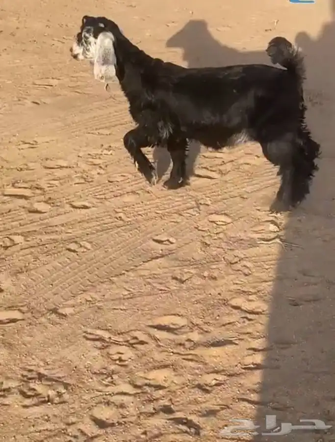 مشالله تبارك الله جفره. عمره فوق الشهرين للبيع 5
