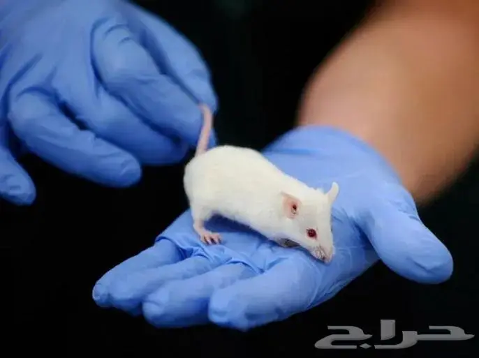 فئران مختبرات بيضاء White mice 0