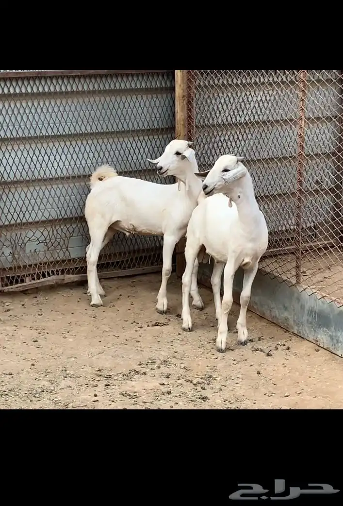 مشاريع فحول بيشيه 2
