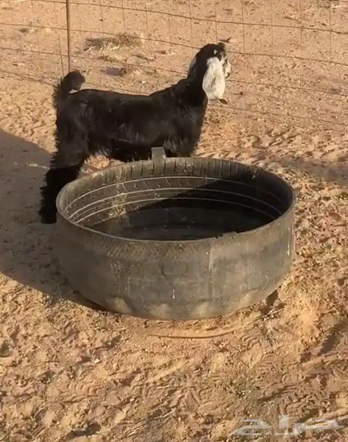 مشالله تبارك الله جفره. عمره فوق الشهرين للبيع 1